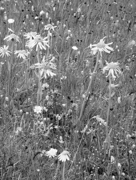 Monika Leitner - Landesfotodokumentation 2002