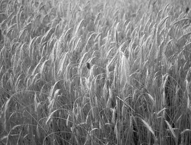 Monika Leitner - Landesfotodokumentation 2002