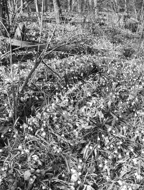 Monika Leitner - Landesfotodokumentation 2002