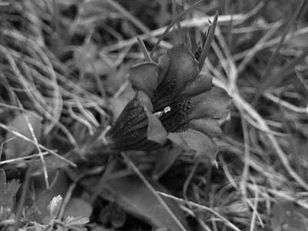 Monika Rinner-Breuß - Landesfotodokumentation 2002