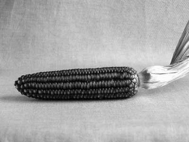 Monika Rinner-Breuß - Landesfotodokumentation 2002