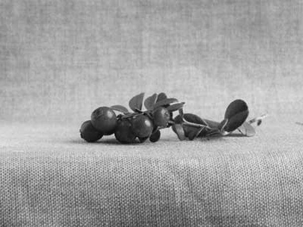 Monika Rinner-Breuß - Landesfotodokumentation 2002