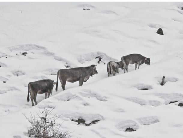 Wilfried Noisternig - Landesfotodokumentation 2010