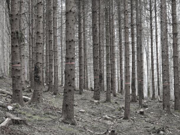 Anton Kiefer - Landesfotodokumentation 2010