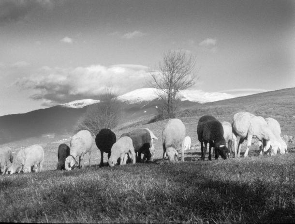 Fritz Pichler - Landesfotodokumentation 2002