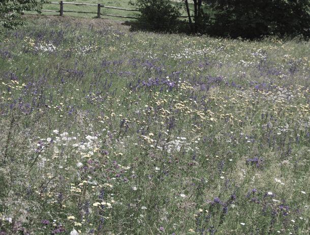 Martin Folie - Landesfotodokumentation 2008