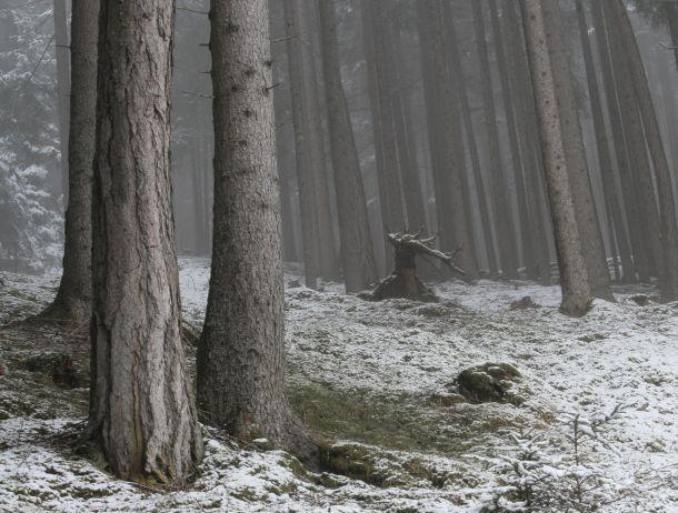 Ursula Fuchs-Hofer - Landesfotodokumentation 2008