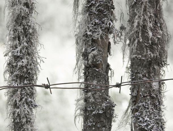 Heinz Jörgen Hafele - Landesfotodokumentation 2008