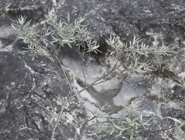 Heinz Jörgen Hafele - Landesfotodokumentation 2008