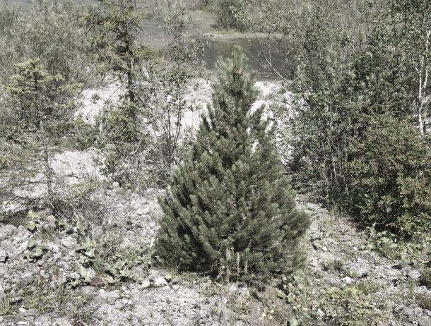 Heinz Jörgen Hafele - Landesfotodokumentation 2008