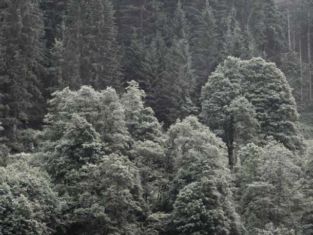 Anton Kiefer - Landesfotodokumentation 2008