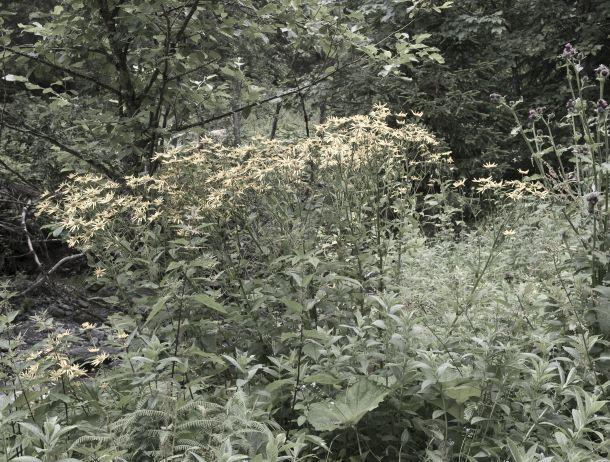 Anton Kiefer - Landesfotodokumentation 2008