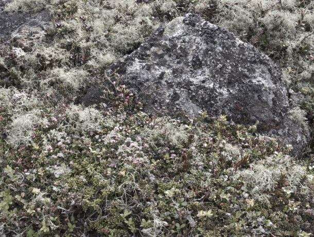 Walter Köck - Landesfotodokumentation 2008