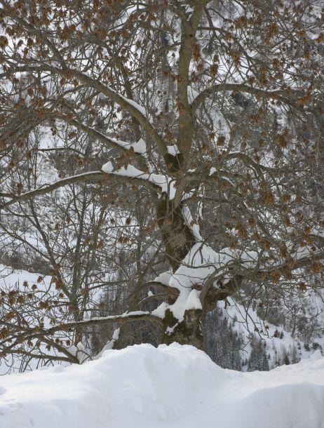 Martin Konrad - Landesfotodokumentation 2010