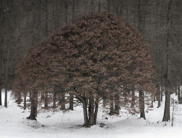 Martin Strickner - Landesfotodokumentation 2008