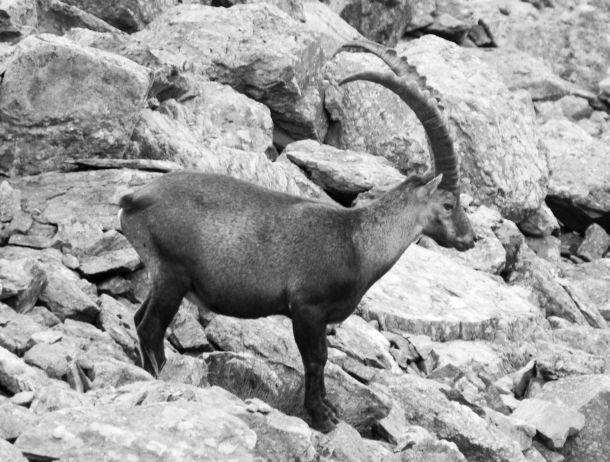 Martin Strickner - Landesfotodokumentation 2002