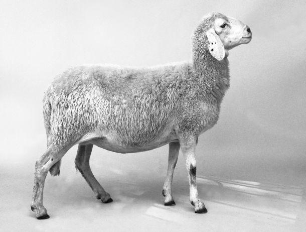 © Martin Strickner Martin Strickner - Landesfotodokumentation 2002