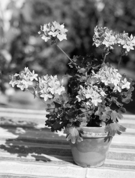 Michaela Dernier - Landesfotodokumentation 2003