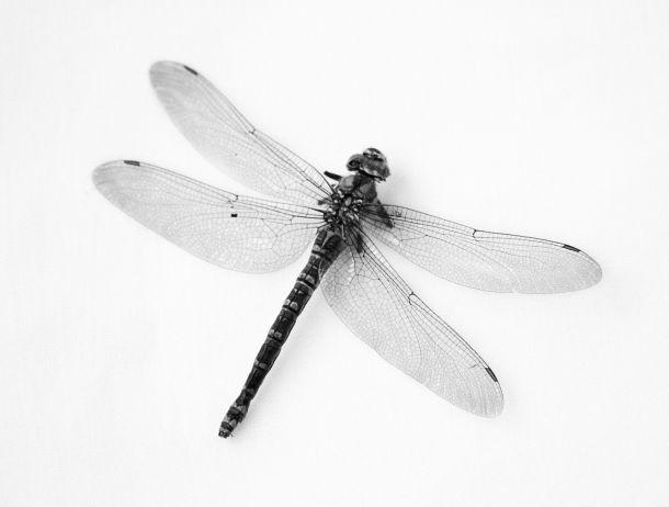 Michaela Dernier - Landesfotodokumentation 2003