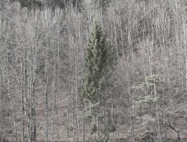 Werner Neururer - Landesfotodokumentation 2008