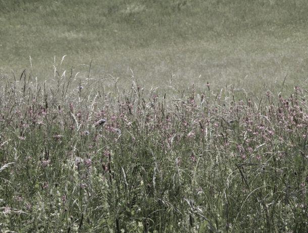 Wilfried Noisternig - Landesfotodokumentation 2008