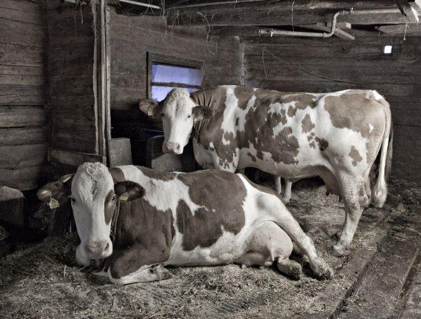 Klaus Defner - Landesfotodokumentation 2010