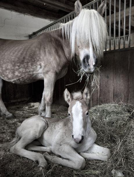 Klaus Defner - Landesfotodokumentation 2010