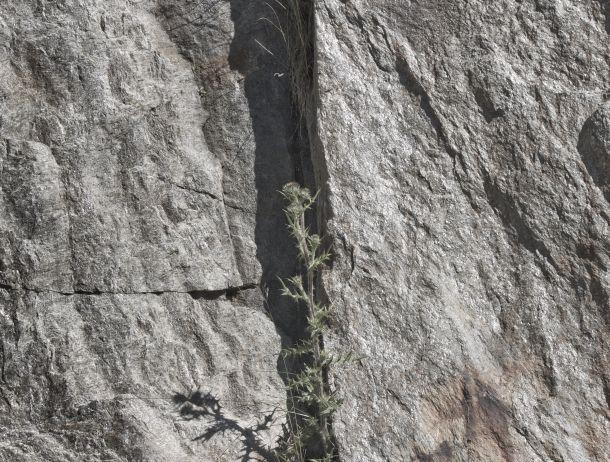 Fridolin Purtscheller - Landesfotodokumentation 2008