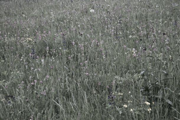 Andreas Waldner - Landesfotodokumentation 2008