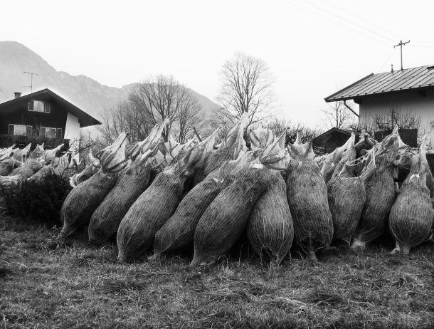 Werner Neururer - Landesfotodokumentation 2002