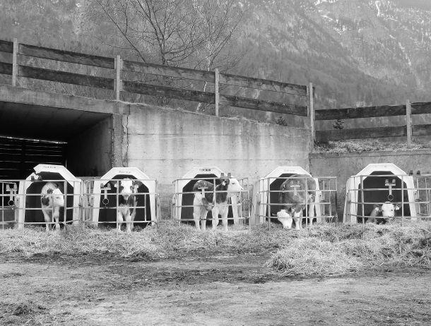 Werner Neururer - Landesfotodokumentation 2002