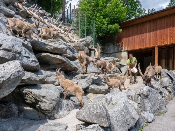 Markus Jenewein - Arbeit