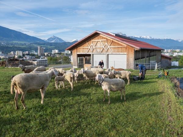 Markus Jenewein - Arbeit